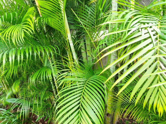 Chamaedorea (Indoor Palm) - unde să-l plaseze pentru a prospera