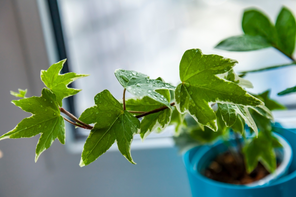 O plantă de iederă helix într-un ghiveci albastru pe un pervaz în lumină indirectă.